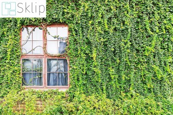 Jak i czym zrobić zieloną ścianę z roslin pnących? Odpowiedź Siatka! | Sklep siatkami wieszania roślin pnących