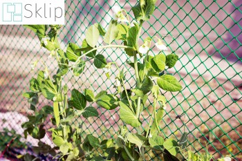 Rośliny pnące - siatka pomagająca obrosnąć ścianę | Sklep siatkami wieszania roślin pnących