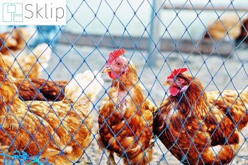 Sklep z siatkami do hodowli ptaków - Sklep siatką do zabezpieczenia kur, gęsi, indyków i kaczek
