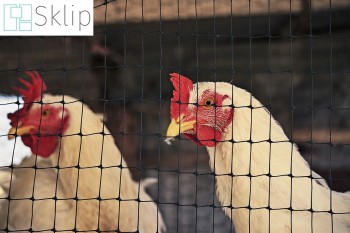 Zabezpieczająca siatka ochronna na wolier hodowlane | Sklep siatką do zabezpieczenia kur, gęsi, indyków i kaczek