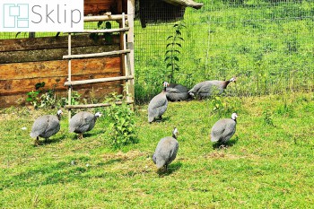 Mocna siatka do wolier hodowlanych dla ptactwa | Sklep siatką do zabezpieczenia kur, gęsi, indyków i kaczek