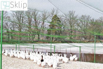 Tania siatka na hodowlę ptaków - woliery na drób | Sklep siatką do zabezpieczenia kur, gęsi, indyków i kaczek