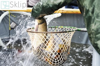 Najlepsza siatka dla zwierząt hodowlanych - woliery | Sklep zabezpieczeniami dla ryb w stawach hodowlanych