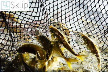 Ryby hodowlane - Siatka zabezpieczająca zbiorniki z hodowlą ryb - na staw | Sklep zabezpieczeniami dla ryb w stawach hodowlanych