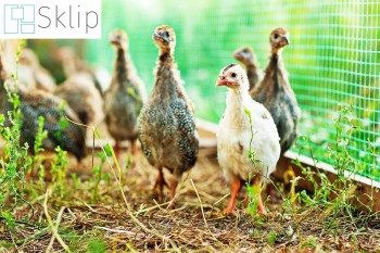 Tanie siatki na woliery do hodowli ptaków | Sklep siatką do zabezpieczenia kur, gęsi, indyków i kaczek